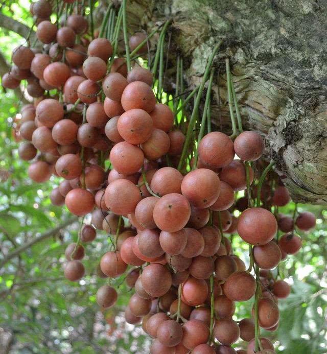 Wood Milk Fruit Seeds