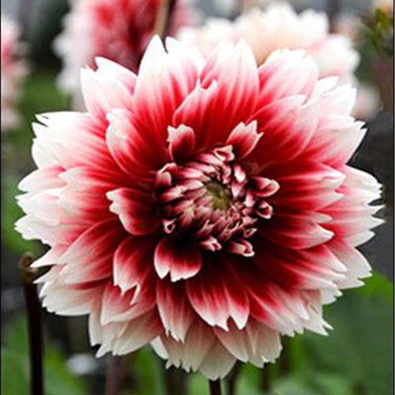 Red Dahlia Garden Rare Flower Multi-colors
