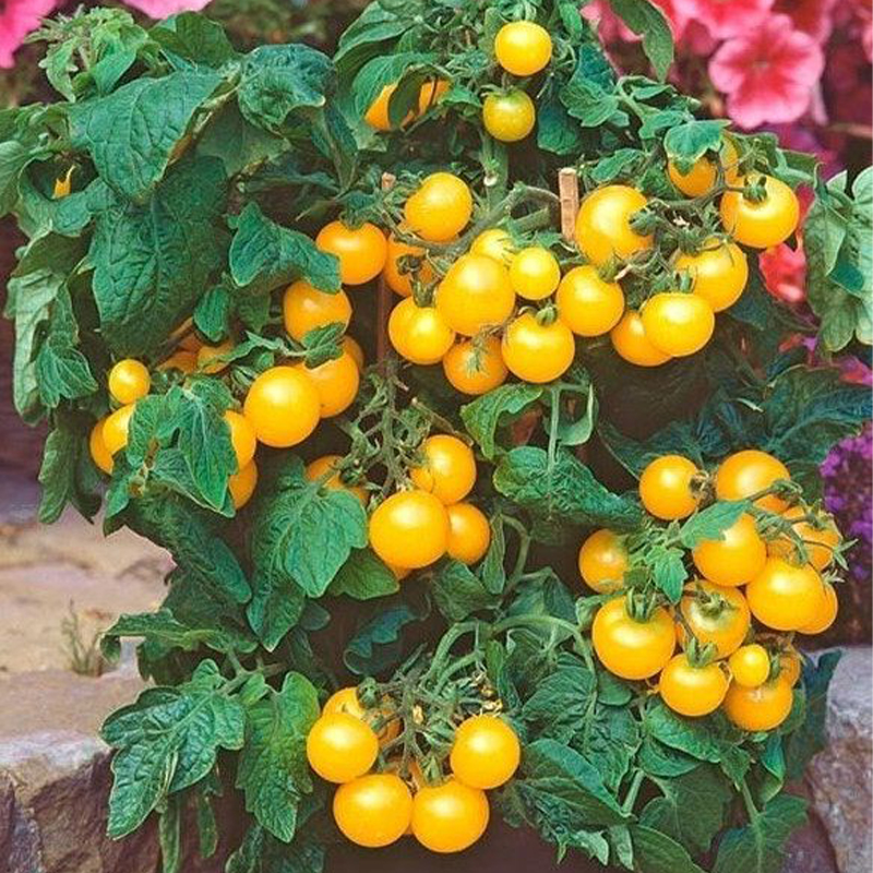 💥Best Seller -Yellow 💛 Cherry Toamto 🍅 Seeds-Non-GMO