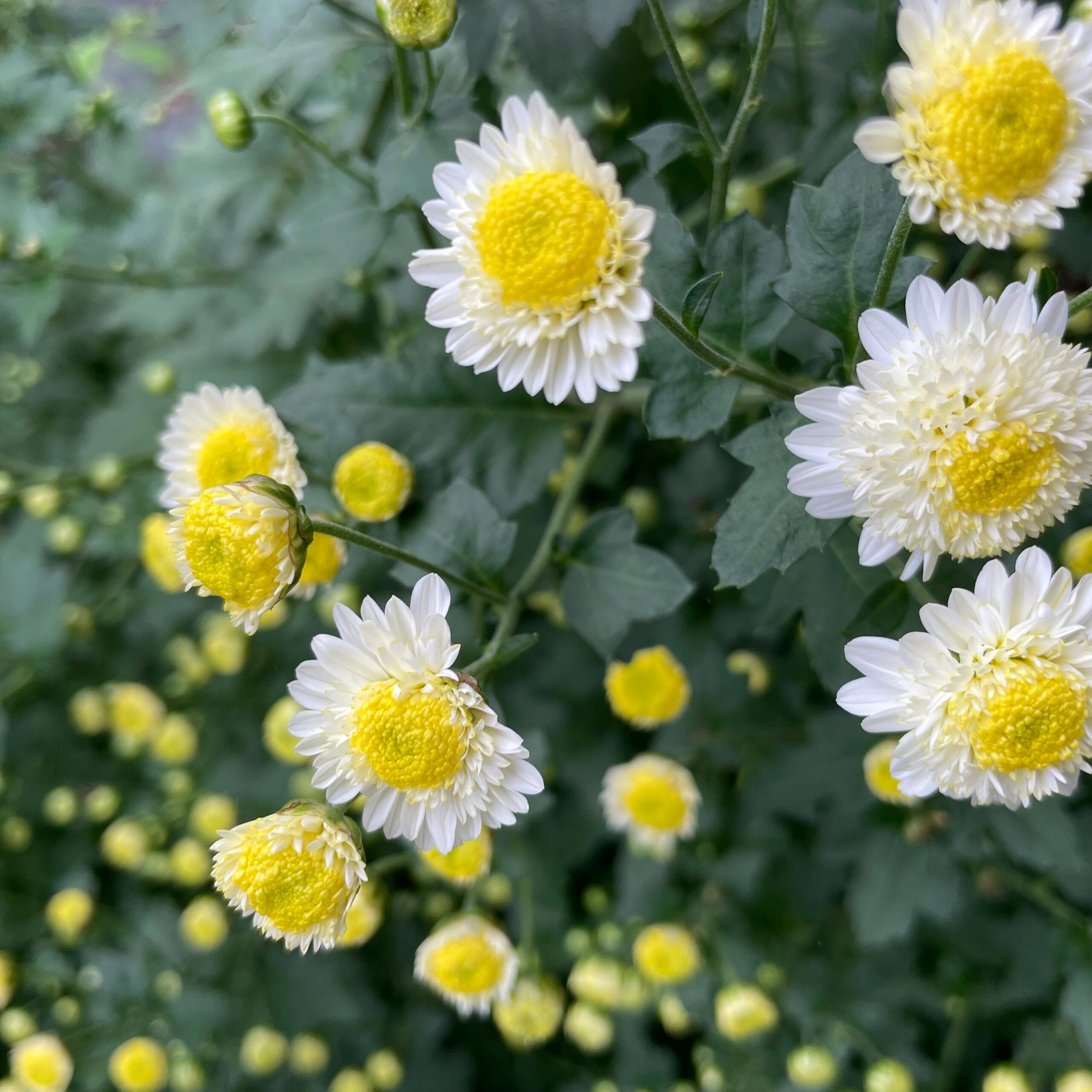 Piania Breviglossum Seeds