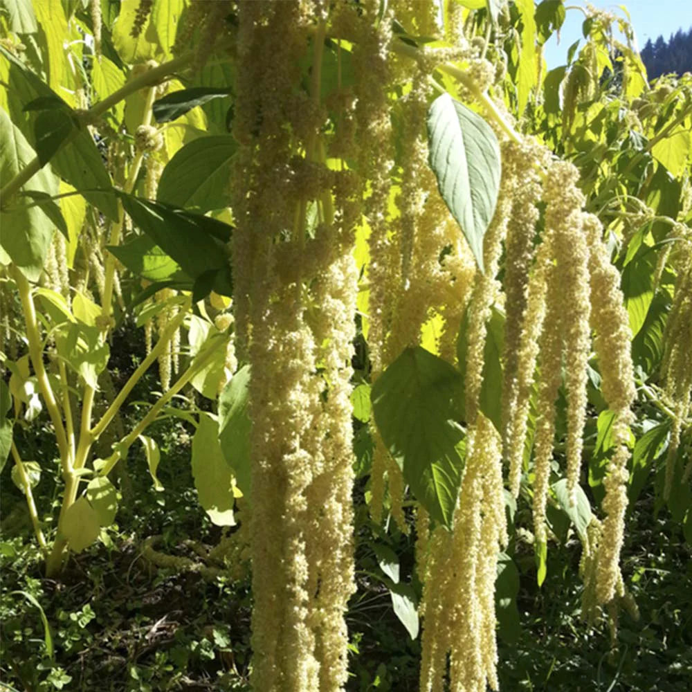 Amaranthus Emerald Tassels Organic Seed