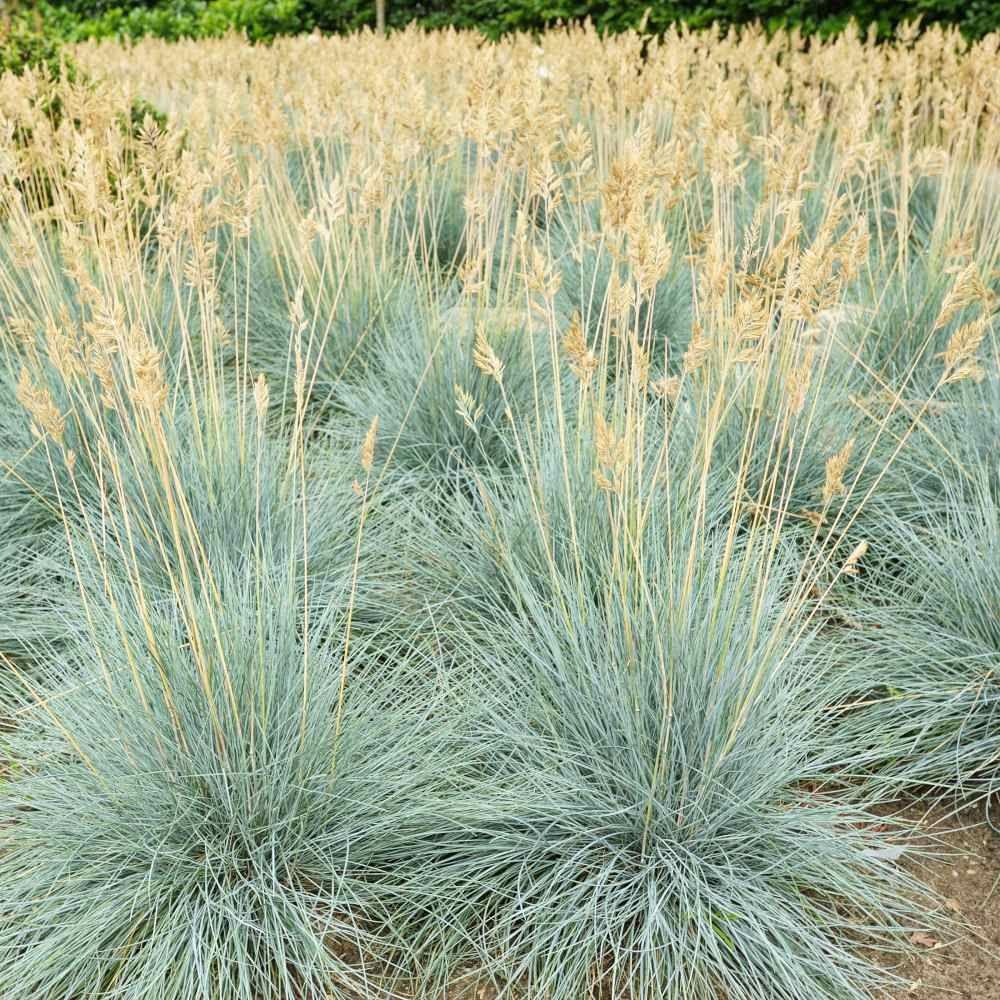 Blue Fescue Seeds
