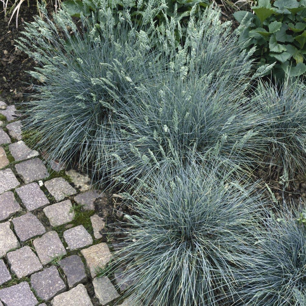 Blue Fescue Seeds