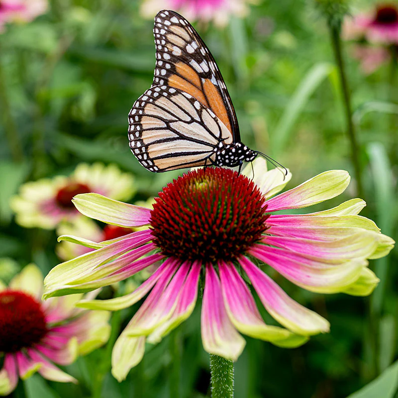 Green Twister Coneflower Seeds