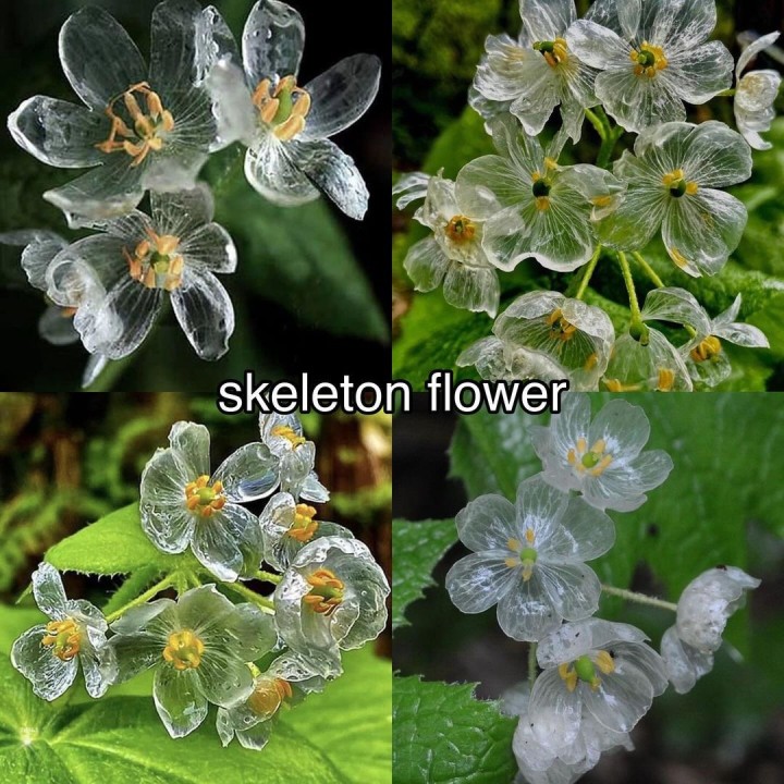 Skeleton Flower Seeds