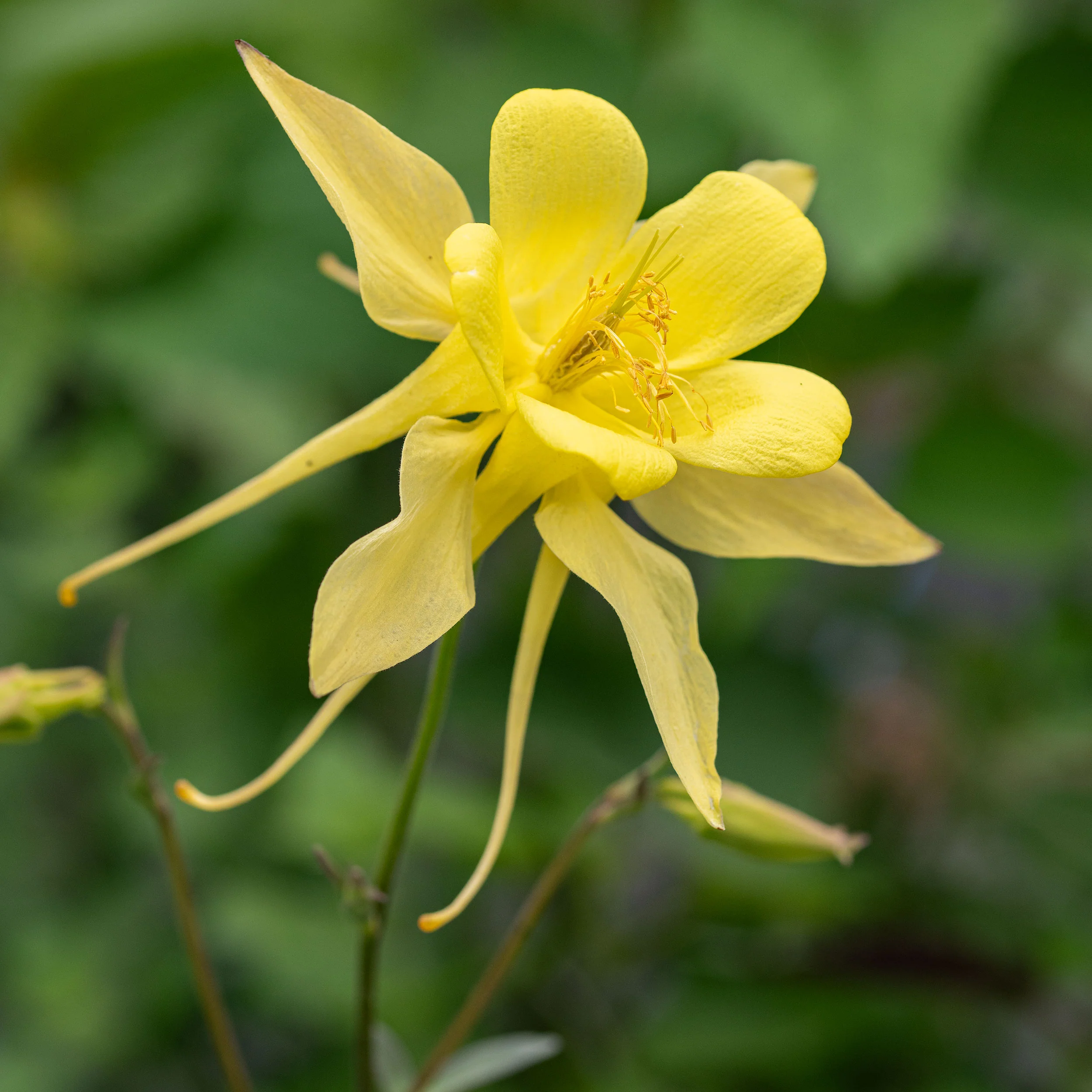 Columbine Seeds | Perennial Flower Seed