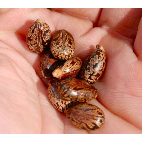 Organic Castor Plant Seeds (Ricinus Communis) 50/100 Seeds
