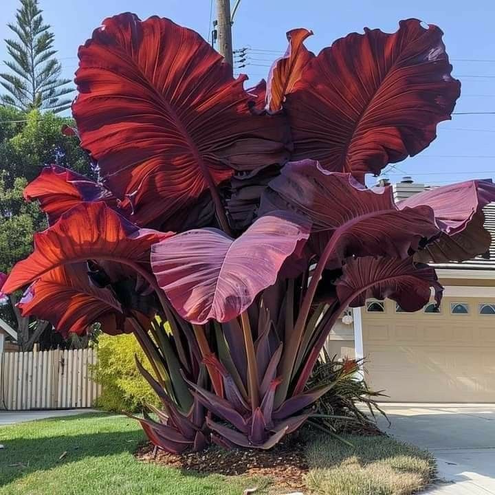 Giant Tropical Caladium Seeds
