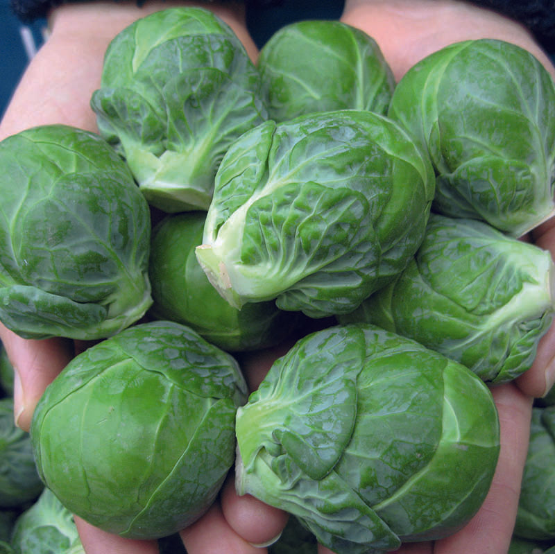 Brussels Sprouts Seeds