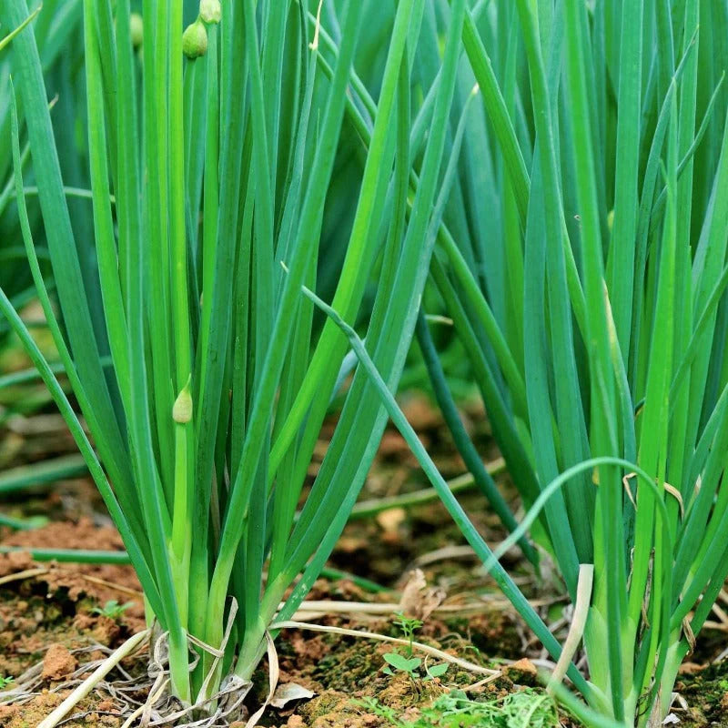 Onions Leeks Vegetable Seeds