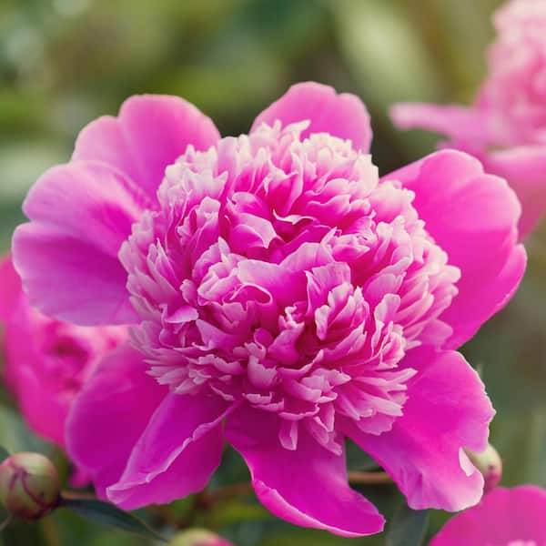 Peonies Double Collection