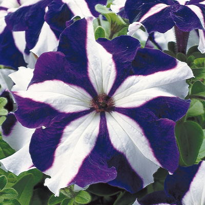 🌺Flower -Petunia Hybrida Seeds