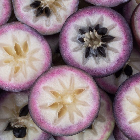 ⭐Star Apple Seeds-Chrysophyllum Cainito
