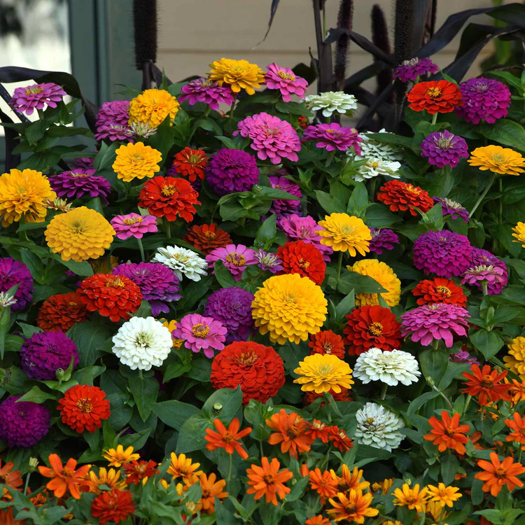 🌸Zinnia Flower Seeds Color Mixed