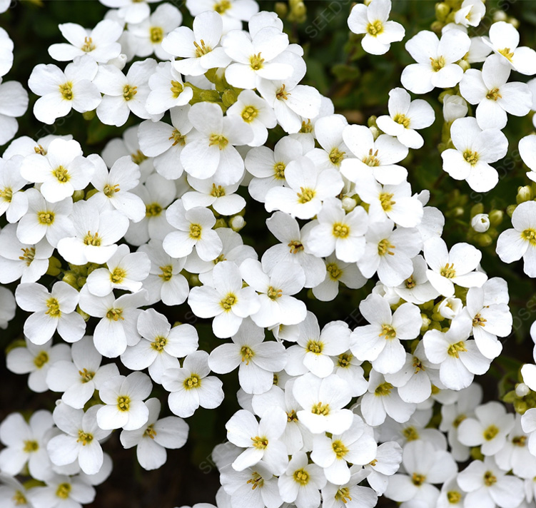 Forget me not seeds easy to plant