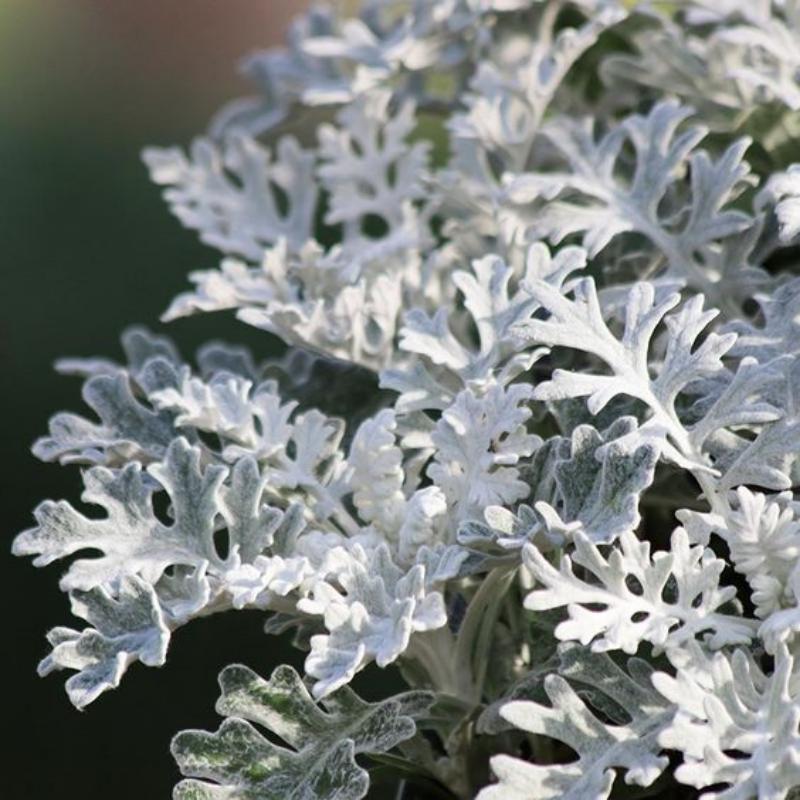 ❄️Flower - Cineraria Silver Dust