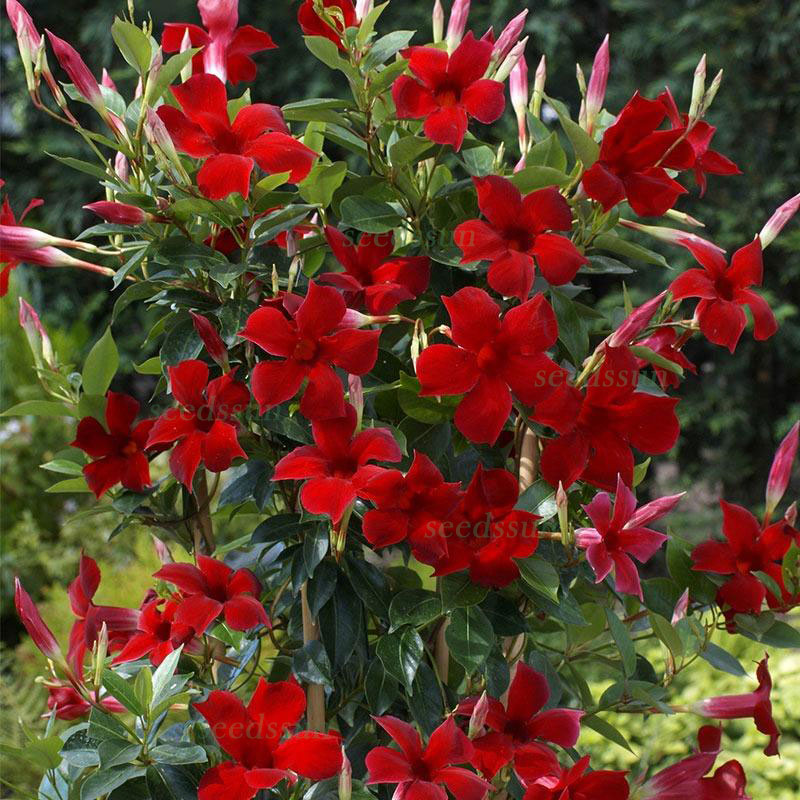 Fragrant vine seeds