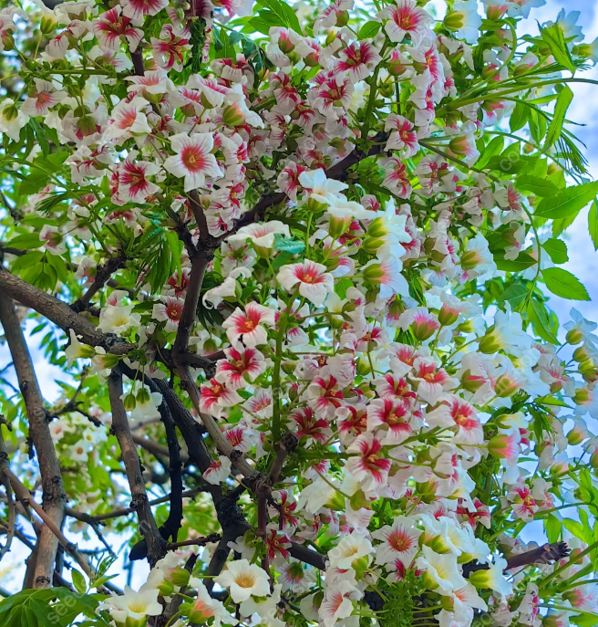 Xanthoceras Sorbifolium Bunge Seeds