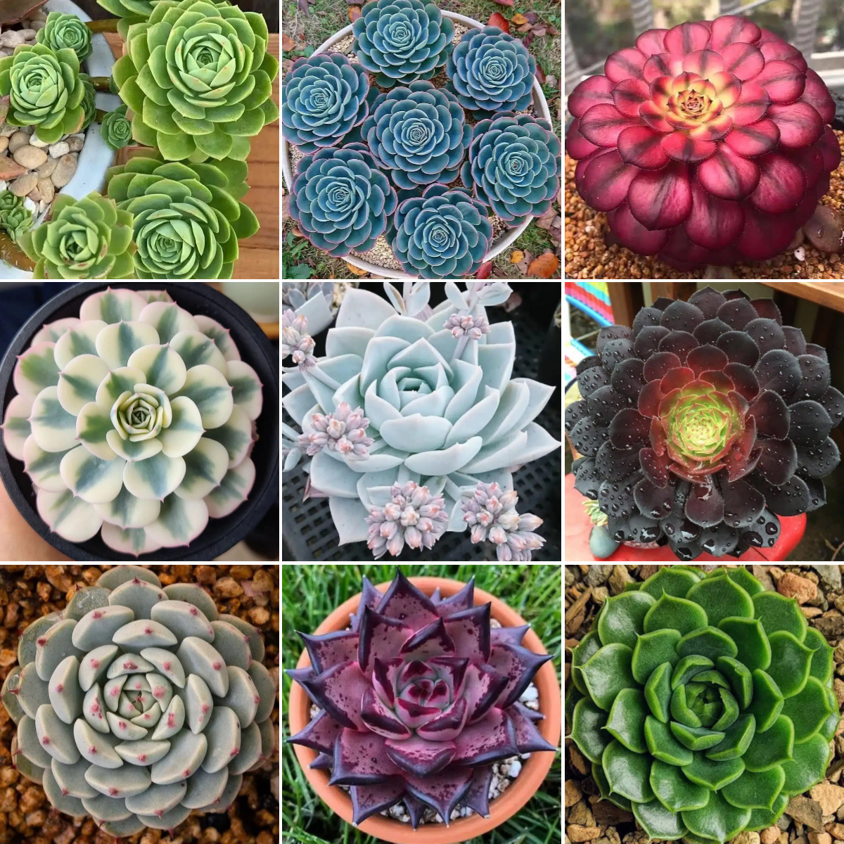 Rare Succulent Seeds