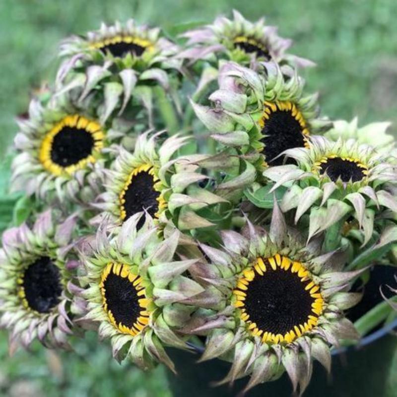 🌻Rare Color Mixes Sunflower Seeds