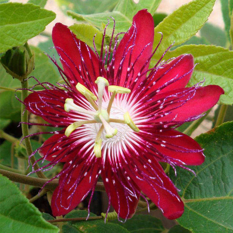 🚂Rare Passion 🏵️flower seeds-Non-GMO