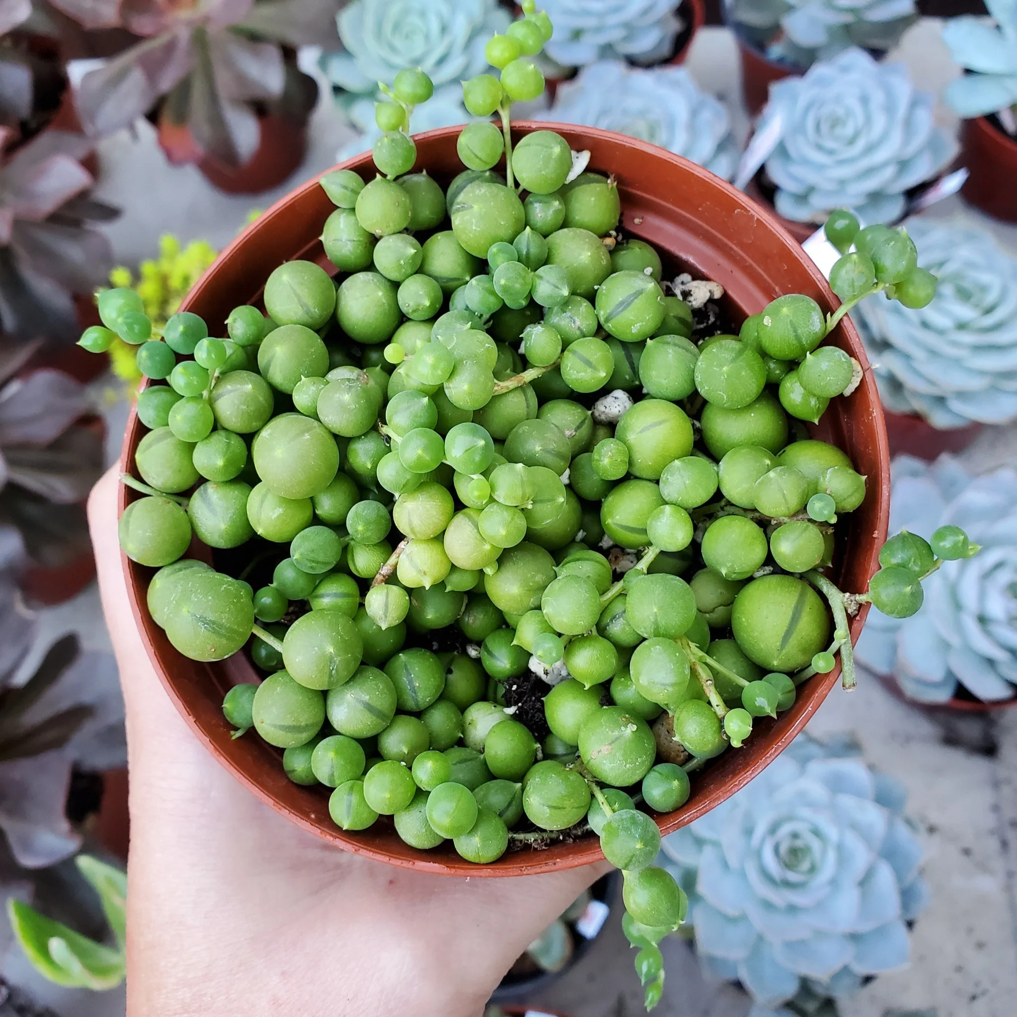 String of Pearls, Senecio Rowleyanus