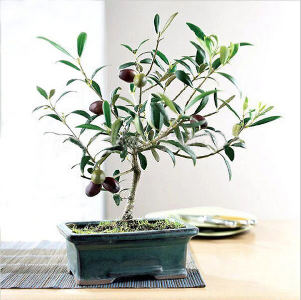 Olive Bonsai Tree Seeds (Olea Europaea)