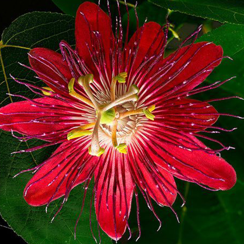 🚂Rare Passion 🏵️flower seeds-Non-GMO
