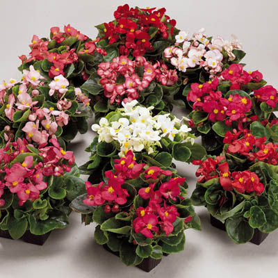 Begonia Ambassador Mix F1 Seed