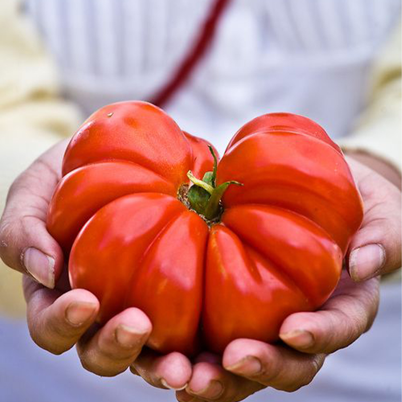 🔥Organic Giant Monster Tomato