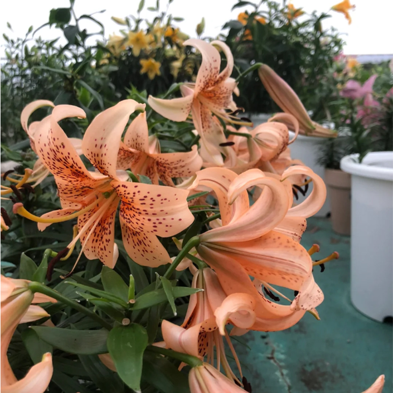 🛻 Salmon Star 🐅 Oriental Lily seeds-Non-GMO