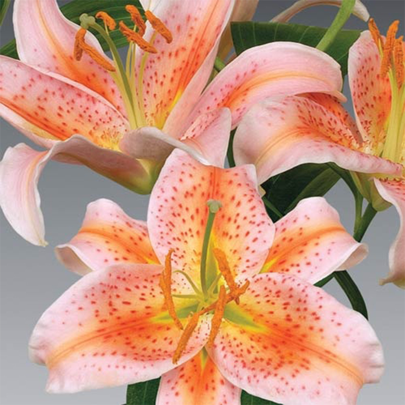 🛻 Salmon Star 🐅 Oriental Lily seeds-Non-GMO