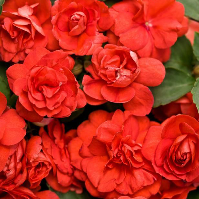 🥳Save 50% OFF💥 Balsaminaceae-Double-Blossom Impatiens💐