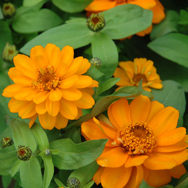 Mexican Zinnia Seeds Persian Carpet Haageana Mix