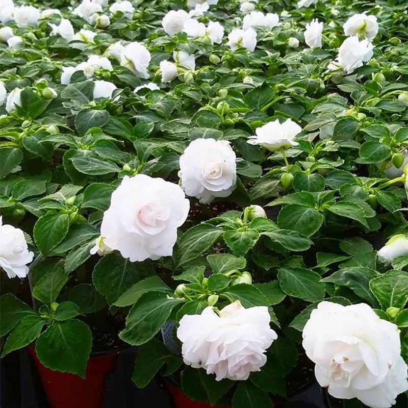 🥳Save 50% OFF💥 Balsaminaceae-Double-Blossom Impatiens💐