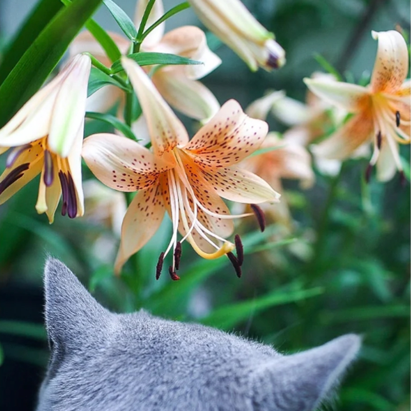🛻 Salmon Star 🐅 Oriental Lily seeds-Non-GMO