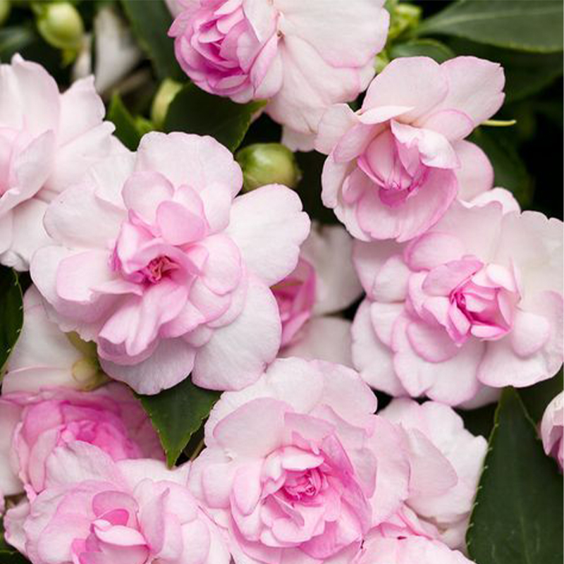 🥳Save 50% OFF💥 Balsaminaceae-Double-Blossom Impatiens💐