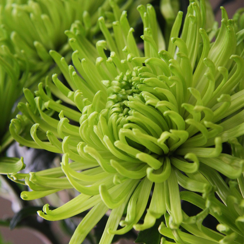 Colorful Crab Claw Chrysanthemum 🌼Choose the Color-Non-GMO