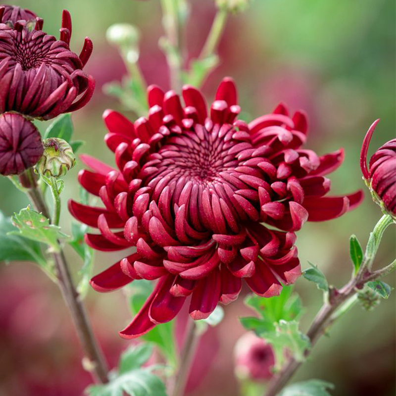 Colorful Crab Claw Chrysanthemum 🌼Choose the Color-Non-GMO