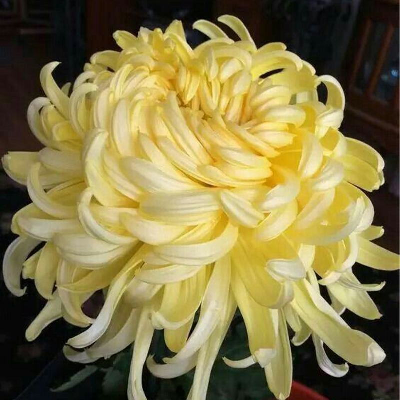 Colorful Crab Claw Chrysanthemum 🌼Choose the Color-Non-GMO