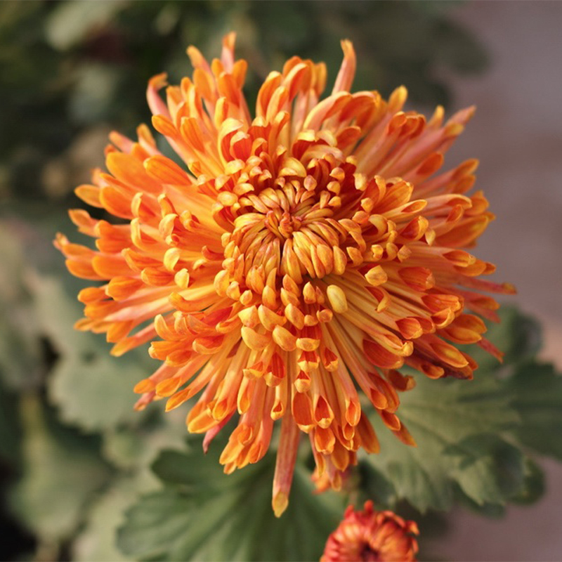 Colorful Crab Claw Chrysanthemum 🌼Choose the Color-Non-GMO