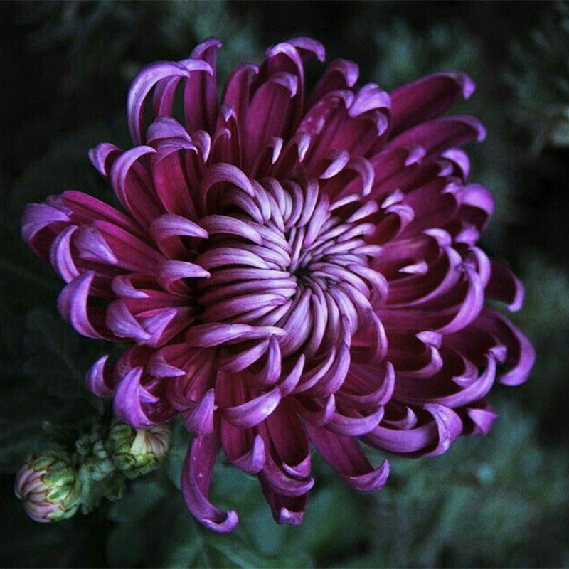 Colorful Crab Claw Chrysanthemum 🌼Choose the Color-Non-GMO