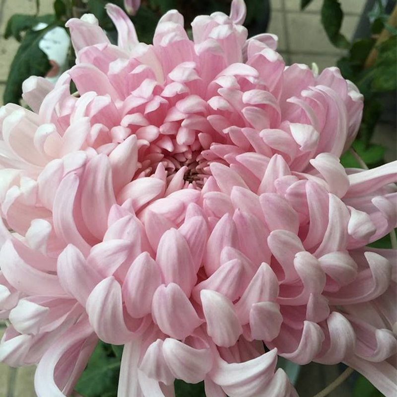 Colorful Crab Claw Chrysanthemum 🌼Choose the Color-Non-GMO