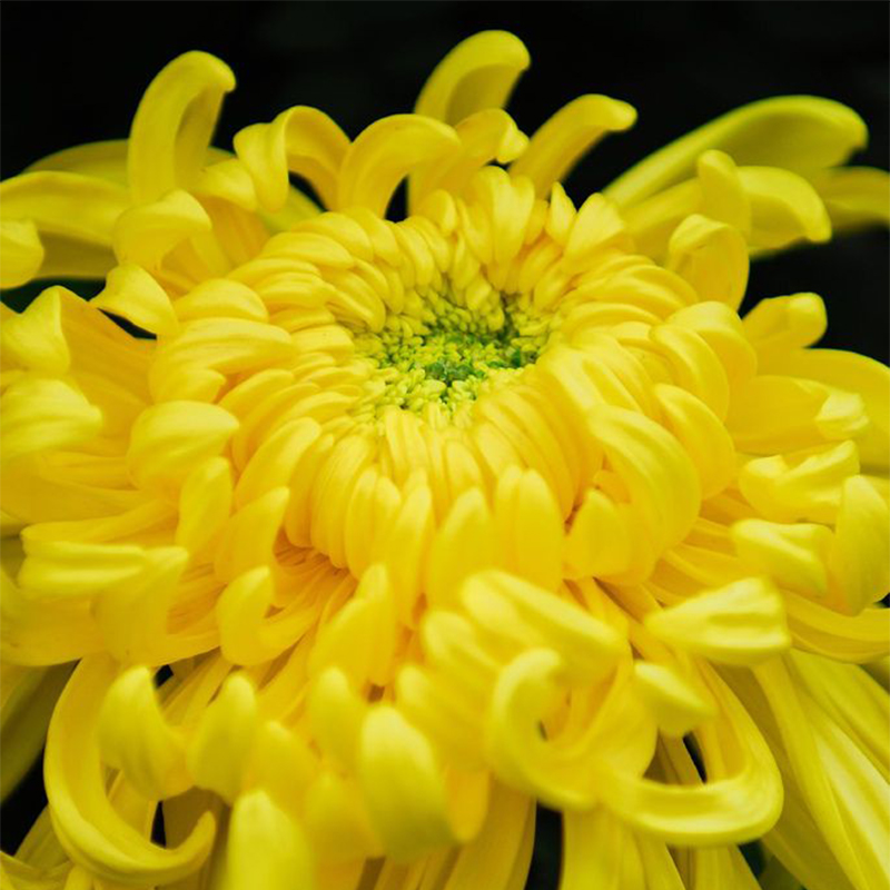 Colorful Crab Claw Chrysanthemum 🌼Choose the Color-Non-GMO