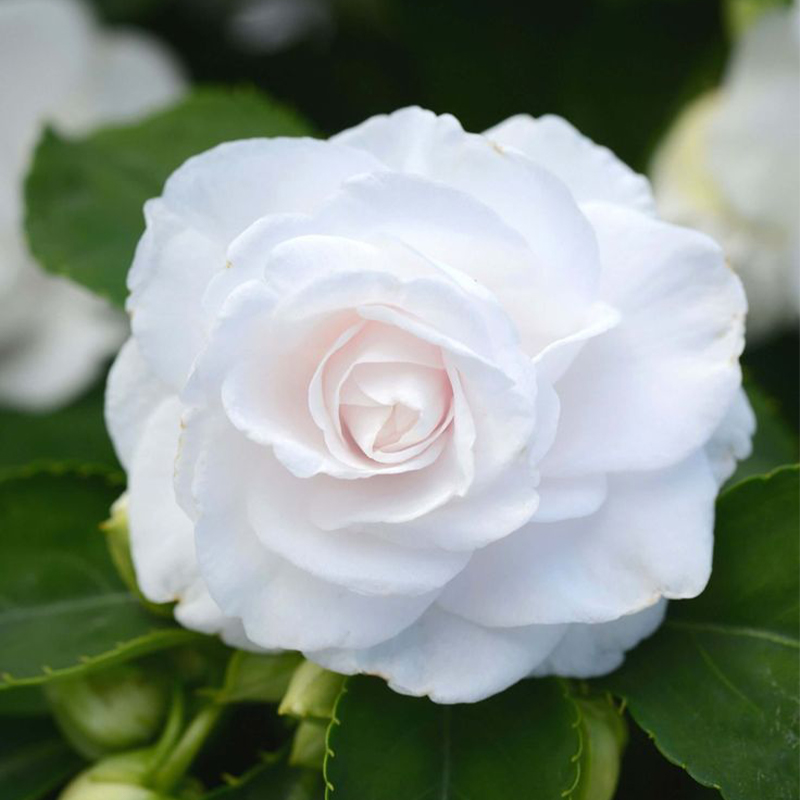 🥳Save 50% OFF💥 Balsaminaceae-Double-Blossom Impatiens💐