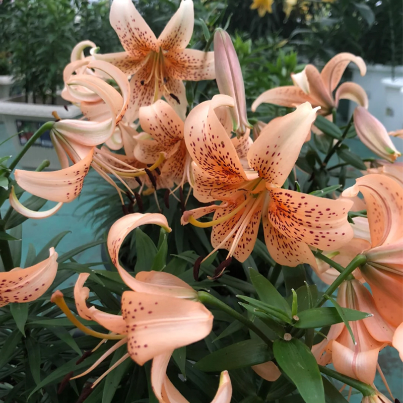 🛻 Salmon Star 🐅 Oriental Lily seeds-Non-GMO