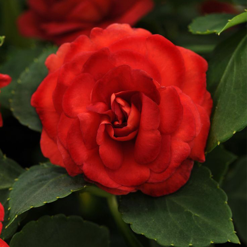 🥳Save 50% OFF💥 Balsaminaceae-Double-Blossom Impatiens💐