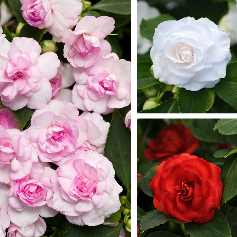 🥳Save 50% OFF💥 Balsaminaceae-Double-Blossom Impatiens💐