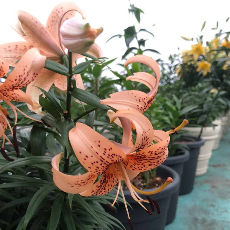 🛻 Salmon Star 🐅 Oriental Lily seeds-Non-GMO