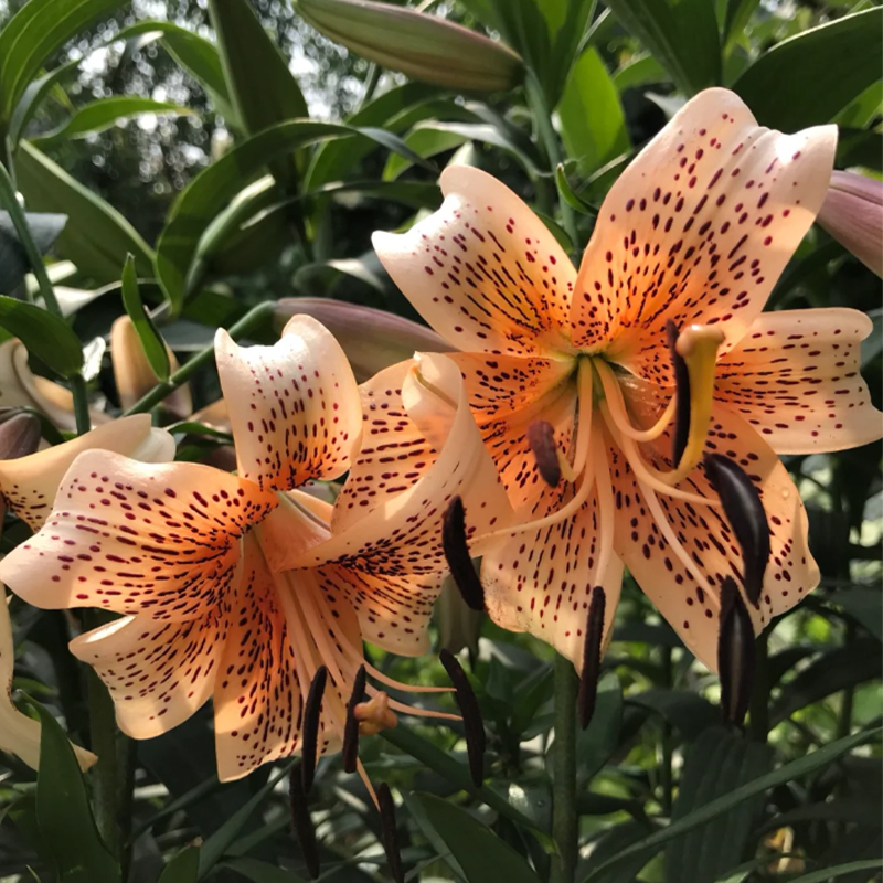 🛻 Salmon Star 🐅 Oriental Lily seeds-Non-GMO